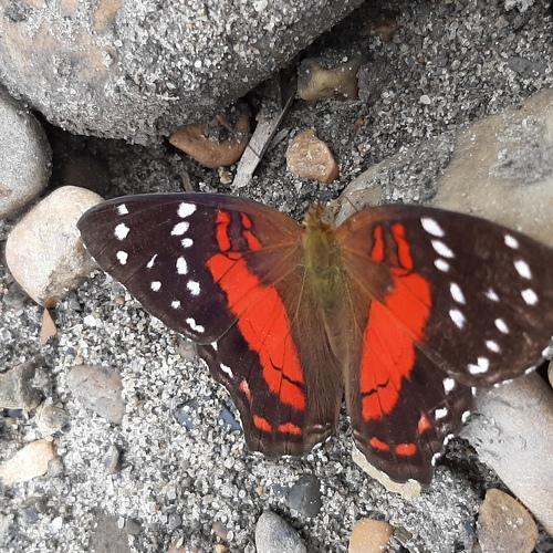 Photo #4635435