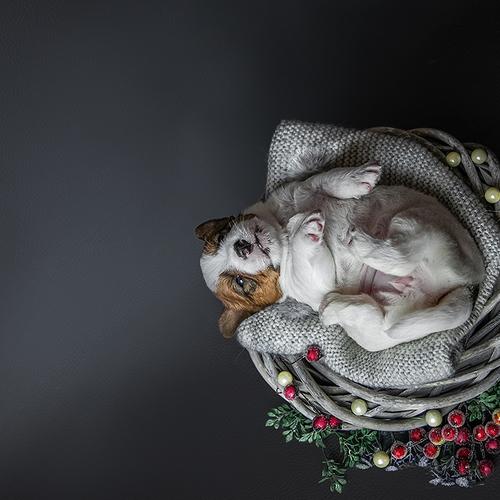 Photo #4635665