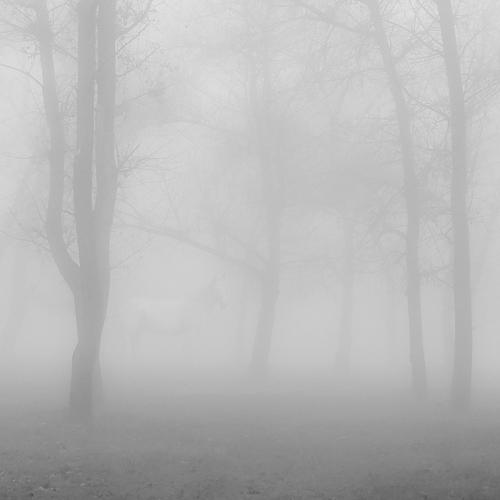 Как она там в тумане...