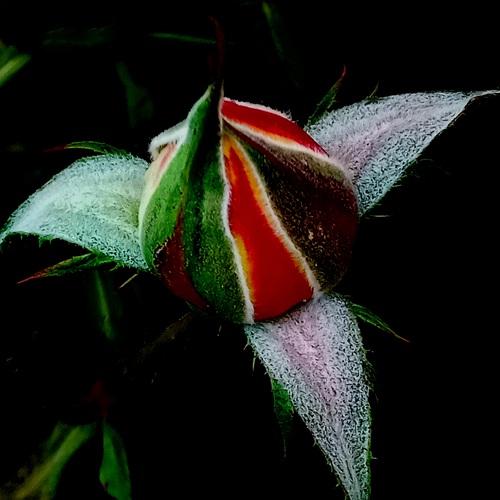 The birth of a rose