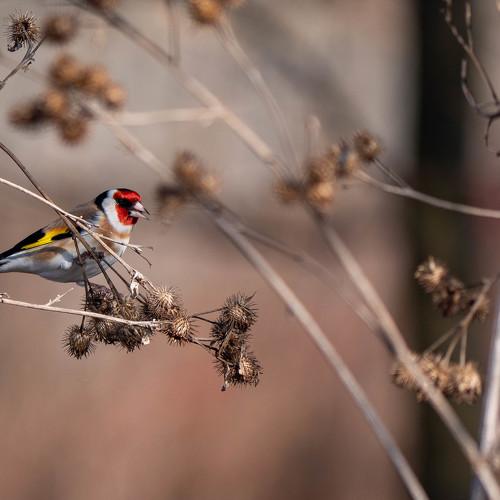 Photo #4638454