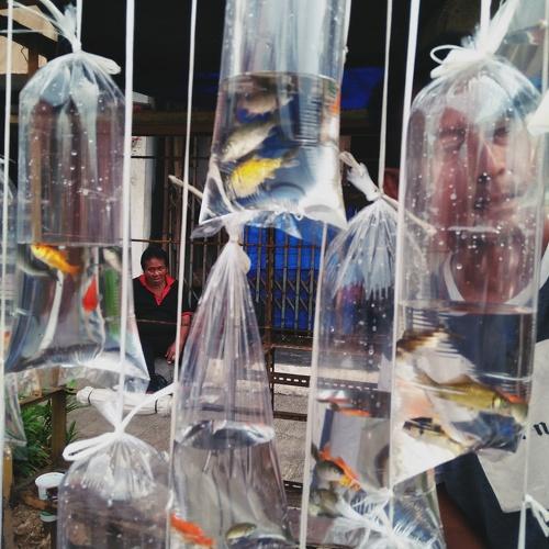 Photo #4638500