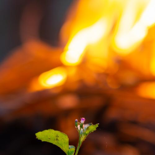 The Burning Earth