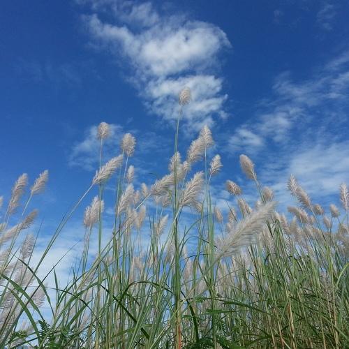 Photo #4639132
