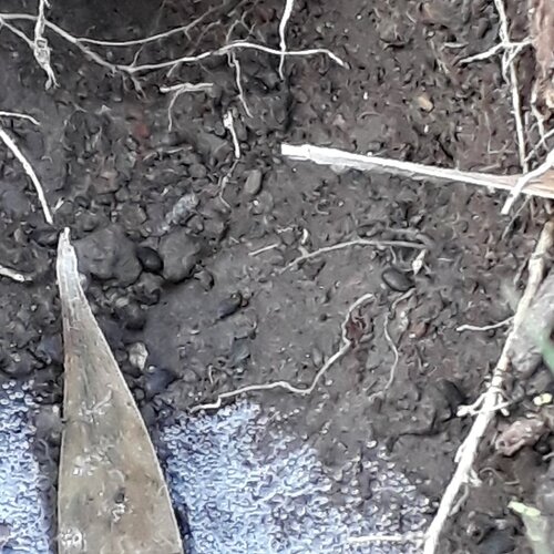 Photo #4639152