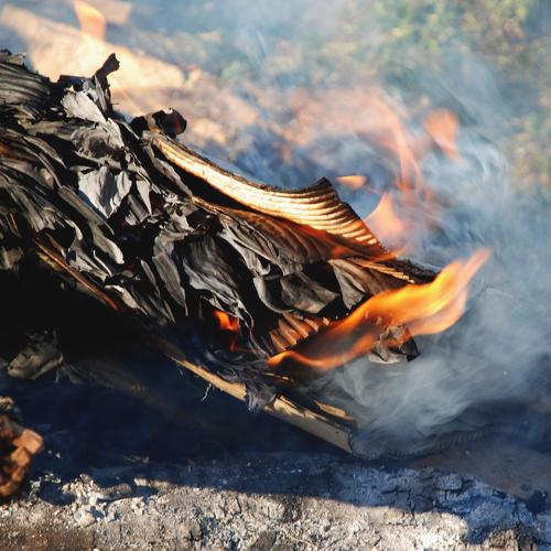 Photo #4639545