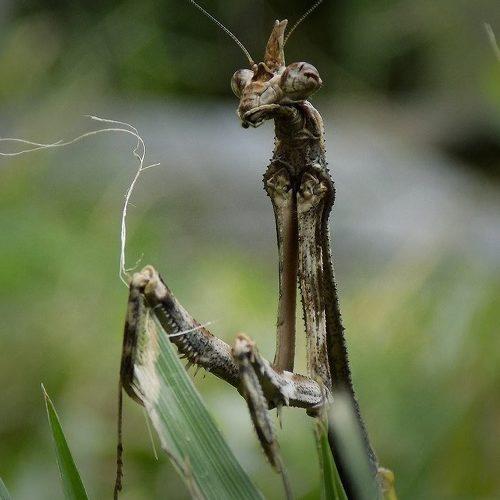 Photo #4641330
