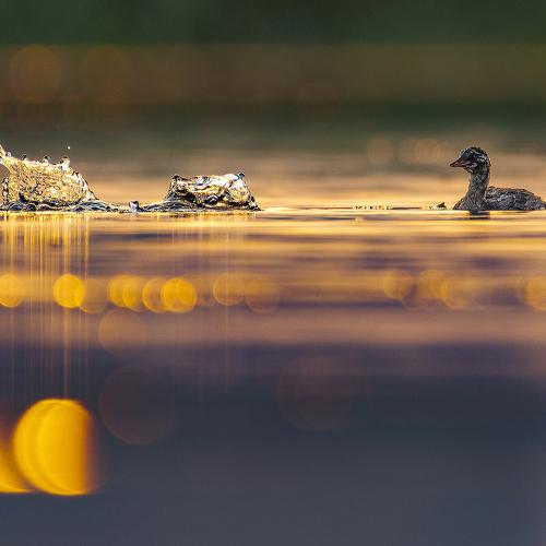 Photo #4641777