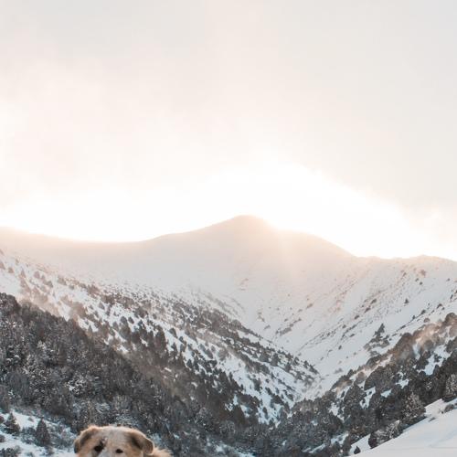 Photo #4643525