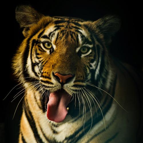 A funny Tiger...