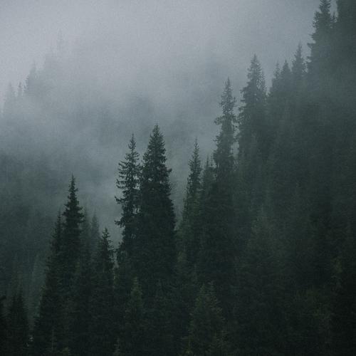 Photo #4645367