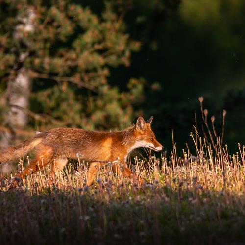 Photo #4647883
