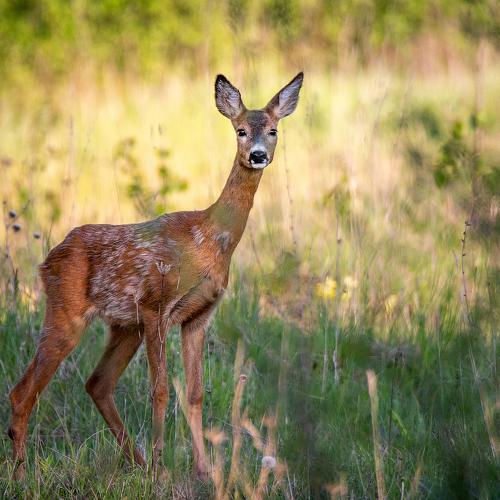 Photo #4647885