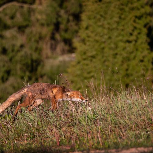 Photo #4647888