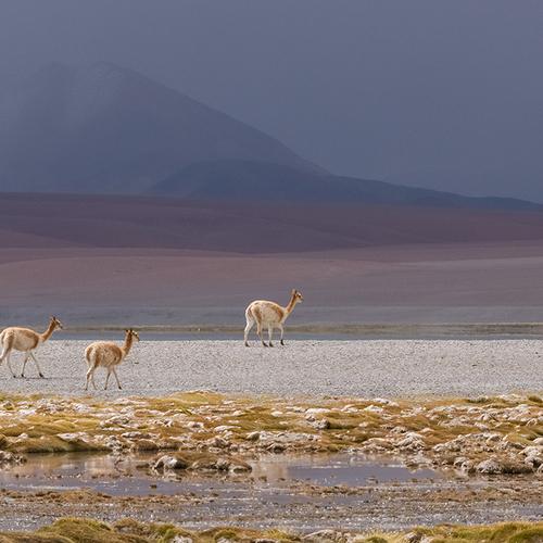 VICUÑAS A 4.200 msnm