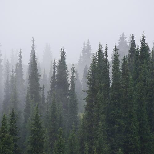 Photo #4648740