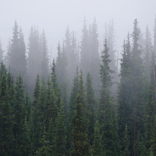 Photo #4649474