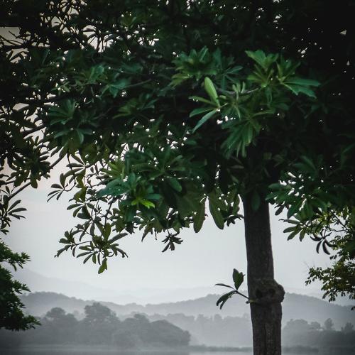 Photo #4649555
