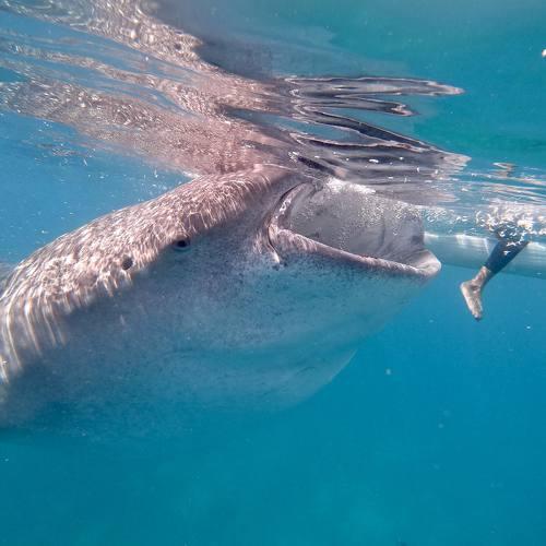 Photo #4649682