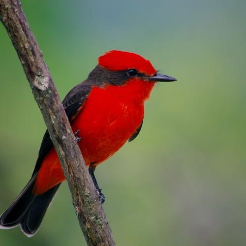 Flycatcher of Colombia
