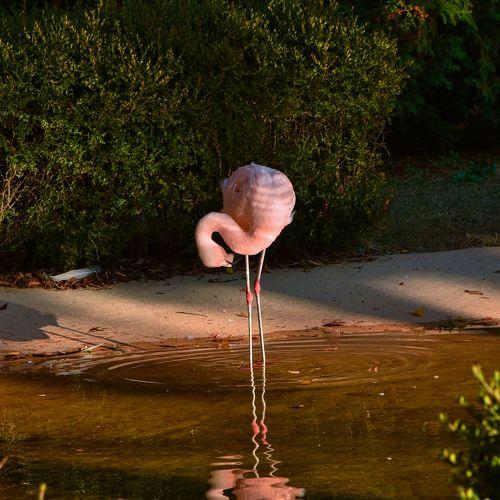 Photo #4650915