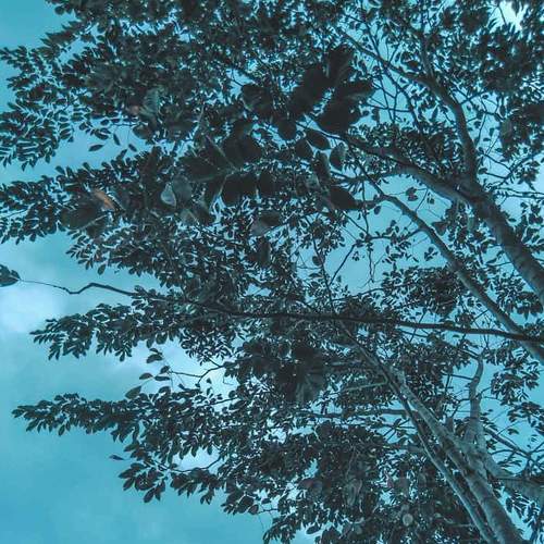 Photo #4651515