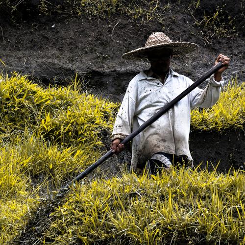 Subak in the rice farms, Indonesia.