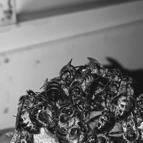 Photo #4652065