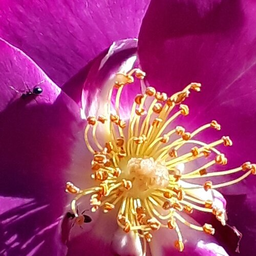 Photo #4652482