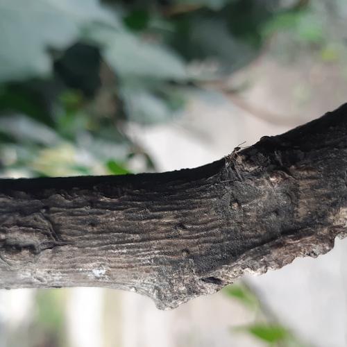 Photo #4652714