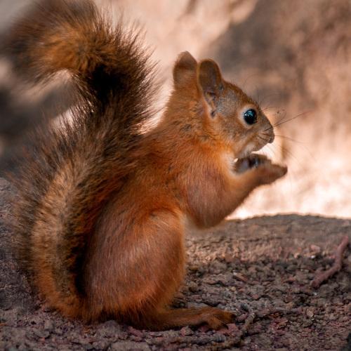 Photo #4653428