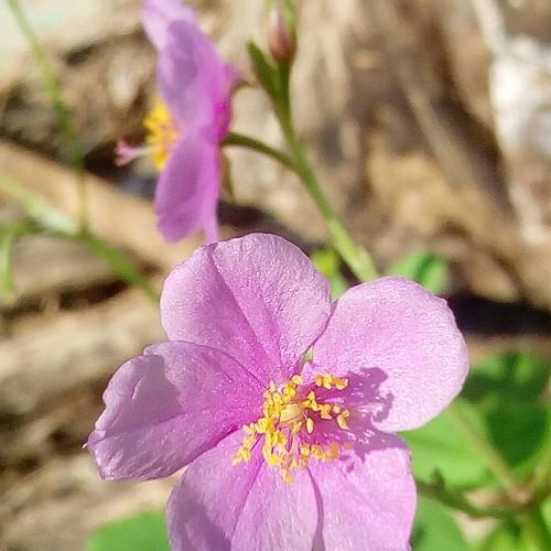 Photo #4653438