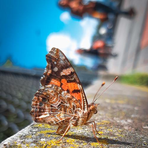 Photo #4653721