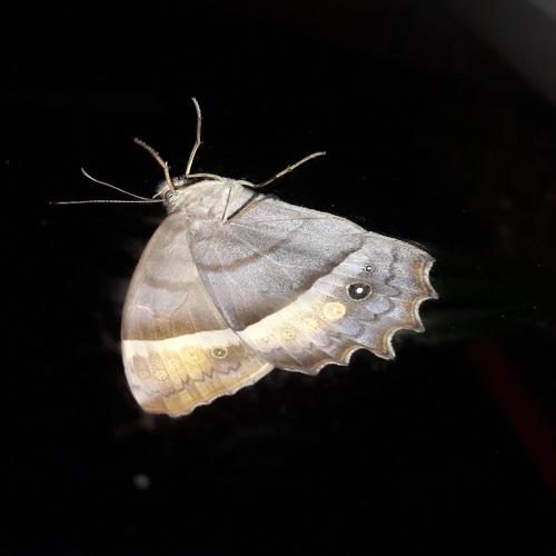 Photo #4653894