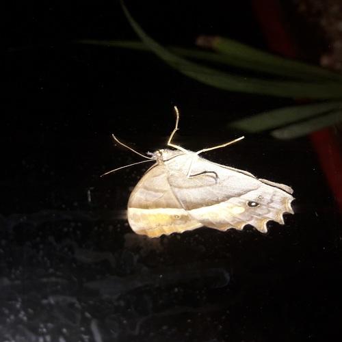 Photo #4653899
