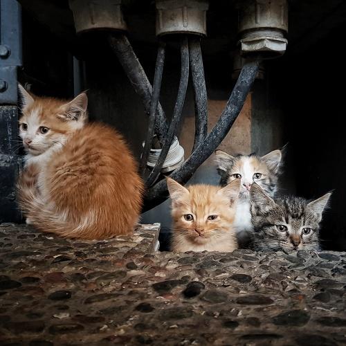 Shelter