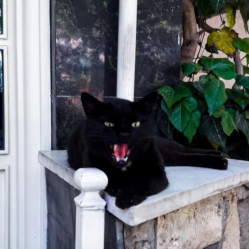 Photo #4654879