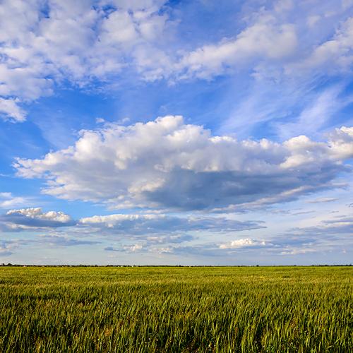 Зреет пшеница