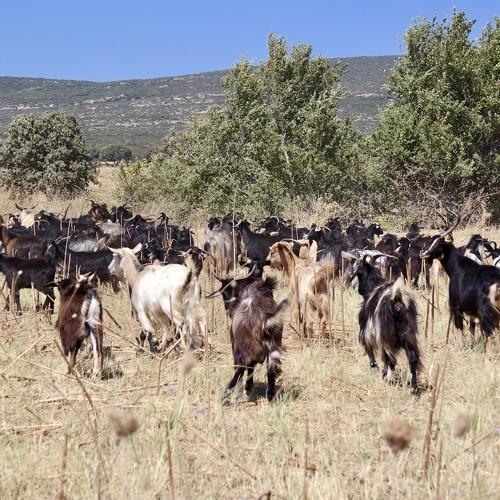 Photo #4655157