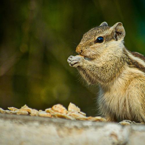 Photo #4655430