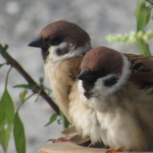 Photo #4655896