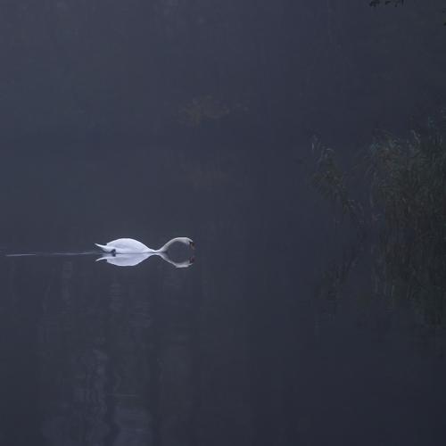 Photo #4655939