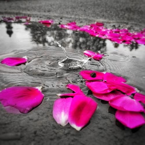 Photo #4656922