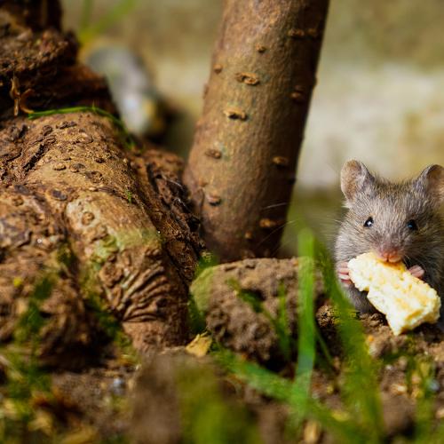 A mouse and a cracker