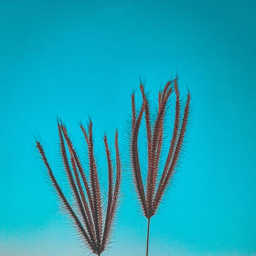 Photo #4657994