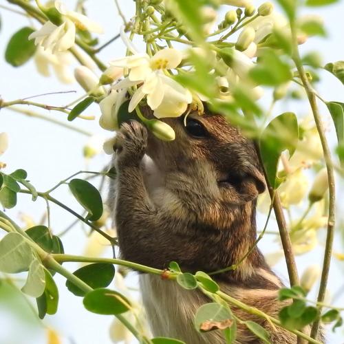 Indian Palm Squirrel