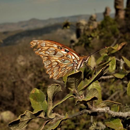 Photo #4658349