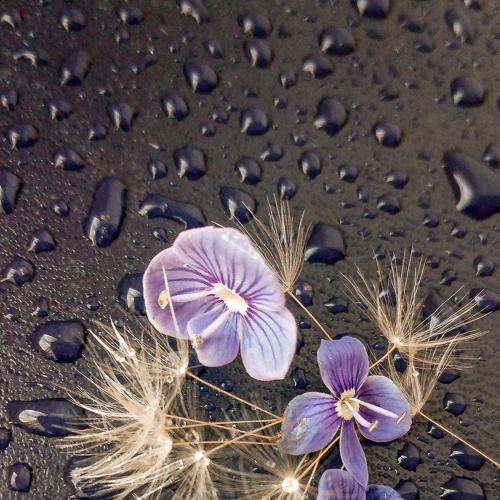Photo #4658636
