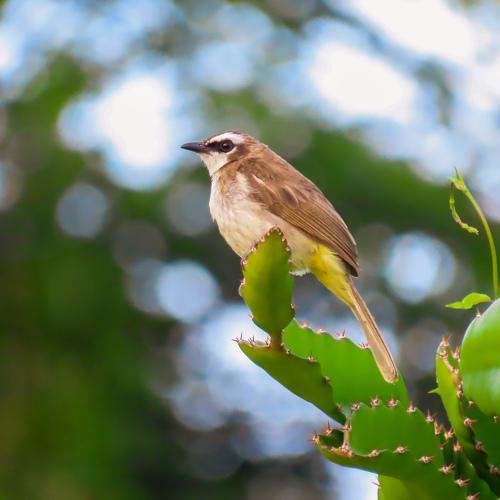 Pregnant Yellow vented bulbul