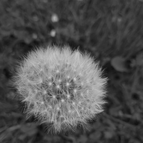 dandelion